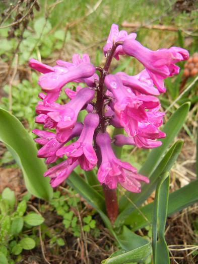 Hyacinth Woodstock (2012, April 06)