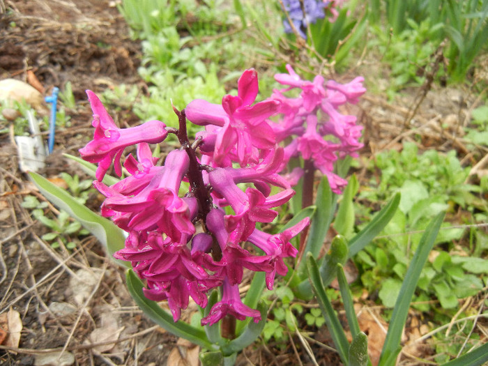 Hyacinth Woodstock (2012, April 06) - Hyacinth Woodstock