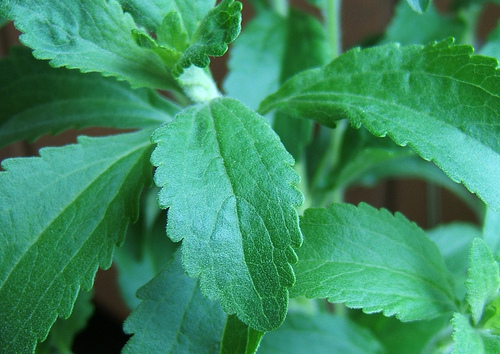 stevia dulce - seminte plante medicinale si aromatice