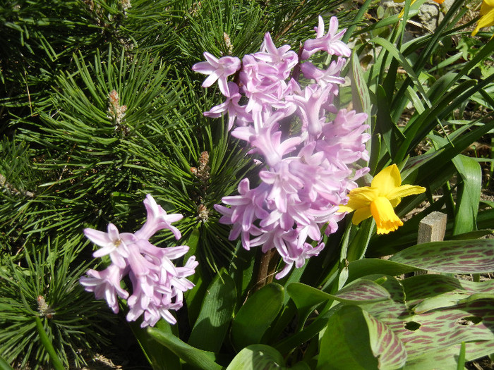 Hyacinth Splendid Cornelia (2012, Apr.04)
