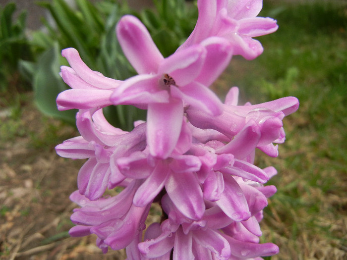 Hyacinth Splendid Cornelia (2012, Apr.06)