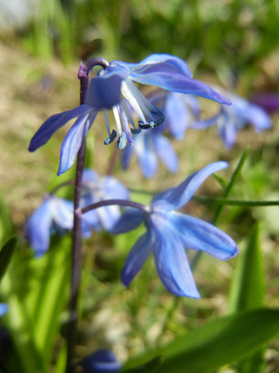 Scilla siberica (2012, April 04) Scilla siberica (2012, April 04)