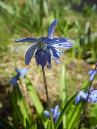 Scilla siberica (2012, April 04) Scilla siberica (2012, April 04)