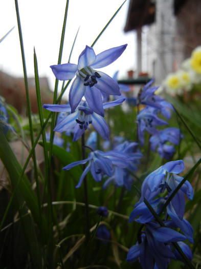 Scilla siberica (2012, April 04) Scilla siberica (2012, April 04)