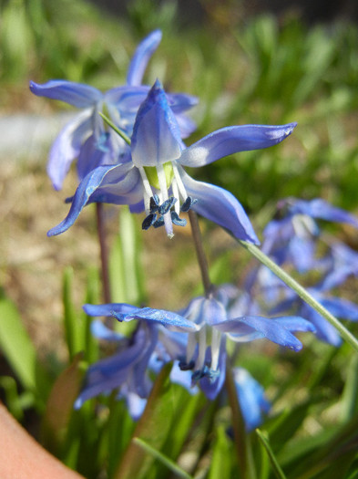 Scilla siberica (2012, April 04) Scilla siberica (2012, April 04)
