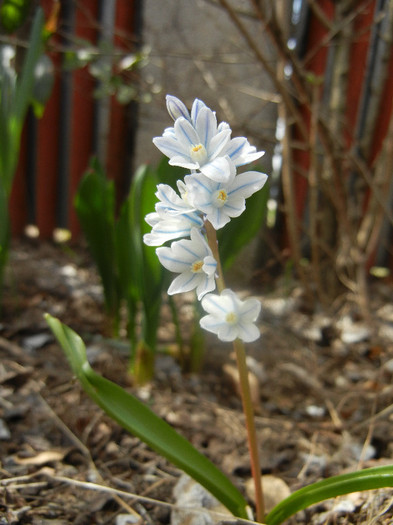 Puschkinia scilloides (2012, April 04)