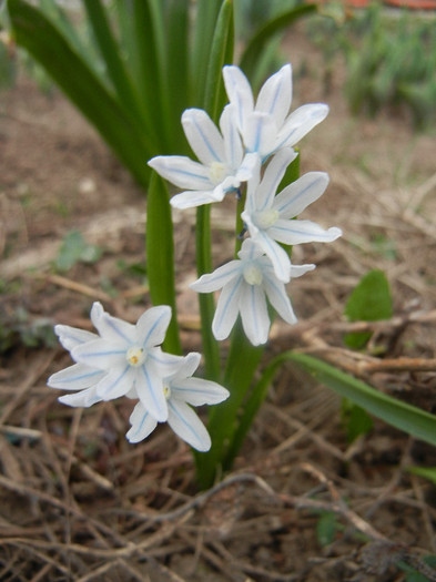 Puschkinia scilloides (2012, April 04)