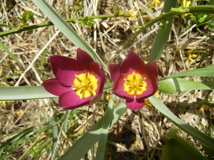 Tulipa Persian Pearl (2012, April 04) Tulipa Persian Pearl (2012, April 04)