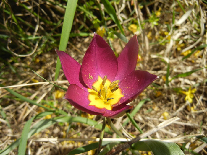 Tulipa Persian Pearl (2012, April 04) Tulipa Persian Pearl (2012, April 04)