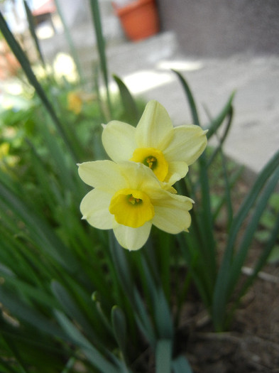 Narcissus Minnow (2012, April 04)