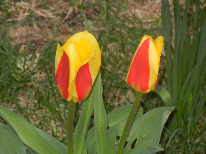 Tulipa Stresa (2012, April 04)