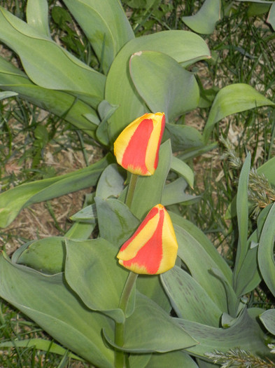 Tulipa Stresa (2012, April 04)