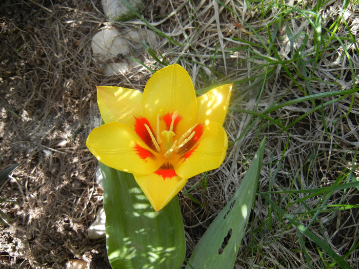 Tulipa Stresa (2012, April 04)