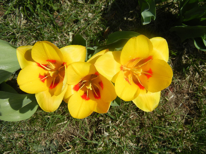 Tulipa Stresa (2012, April 04)