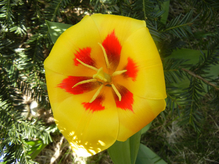 Tulipa Stresa (2012, April 04)