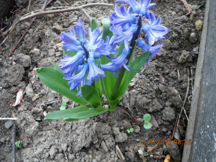zambila albastra - flori primavara 2012