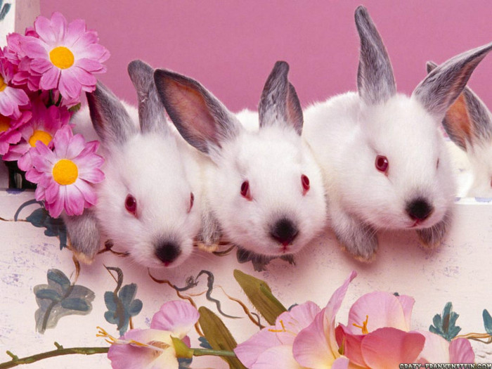 cute-bunnies-easter-wallpaper