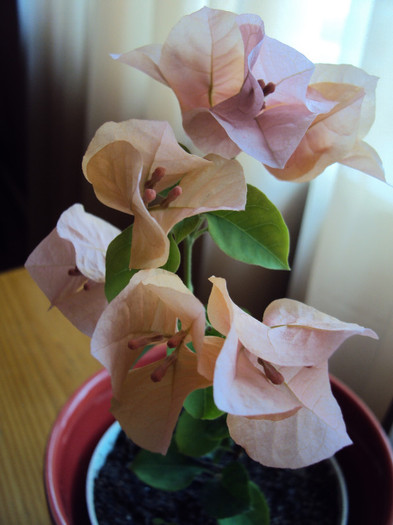 DSC04719 - Bougainvillea