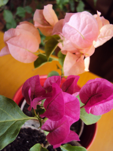 un duo fermecator - Bougainvillea