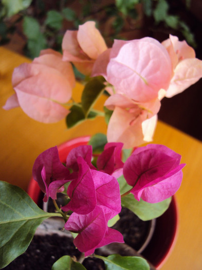 DSC04727 - Bougainvillea