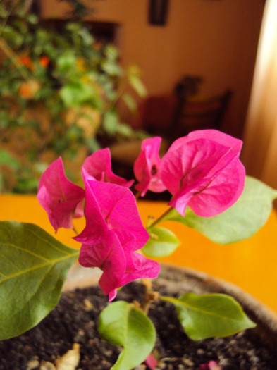 dar e frumusel si asa, cyclam - Bougainvillea