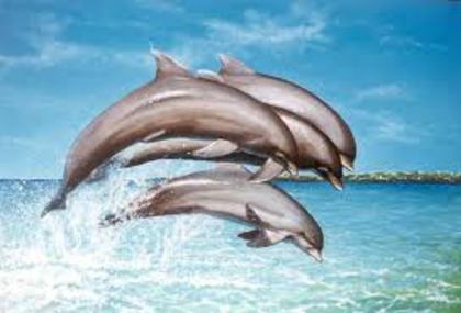 5432 - delfini dulci