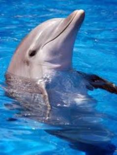 657890 - delfini dulci