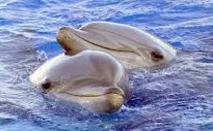 fgr - delfini dulci