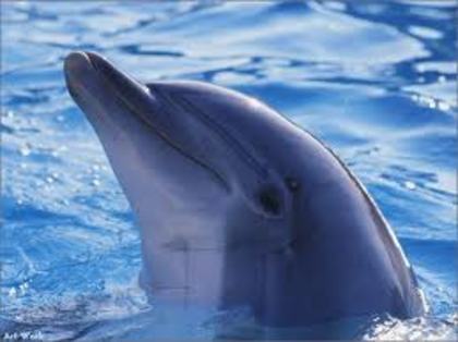 gdfgt - delfini dulci