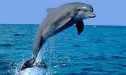 hfyy - delfini dulci