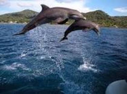 hjfgy - delfini dulci