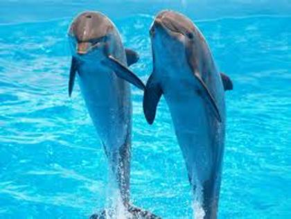 jrfgt - delfini dulci