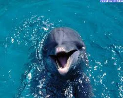 tewft - delfini dulci