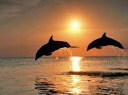 urgt - delfini dulci