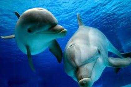 yhtg - delfini dulci
