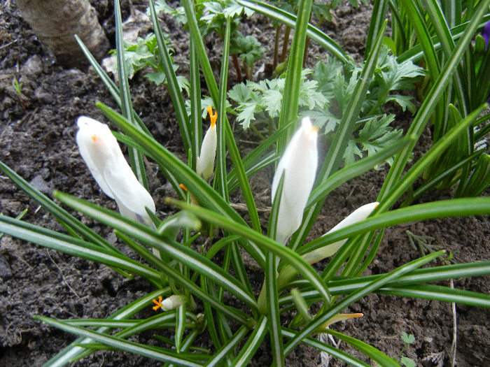 Crocus Jeanne d`Arc (2012, April 05)