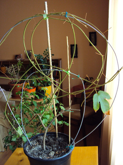 vitifolia la iesire din iarna - Passiflora