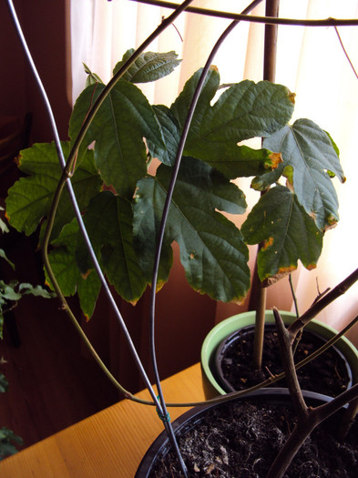 DSC04741 - Passiflora