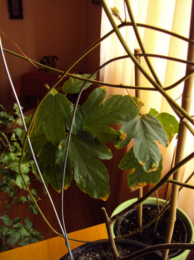 DSC04742 - Passiflora