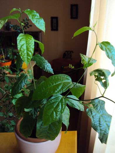 passiflora alata - Passiflora