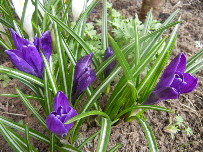 Crocus Negro Boy (2012, April 06)