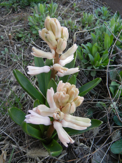 Hyacinth Fondant (2012, April 03)