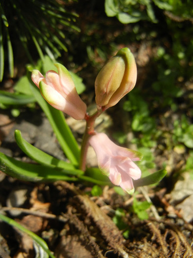 Hyacinth Fondant (2012, April 04)