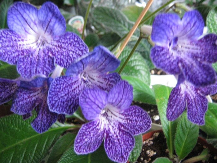  - streptocarpus Shenandoah s Sugar Plum