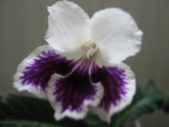  - streptocarpus Bristols Tie Dyed