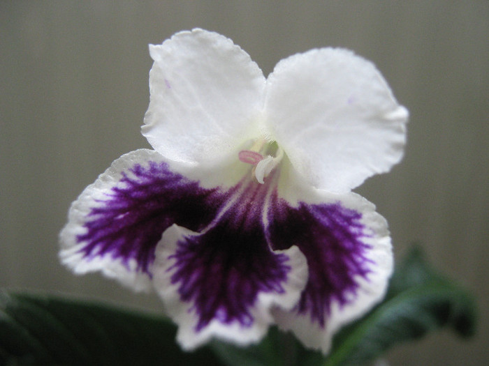  - streptocarpus Bristols Tie Dyed