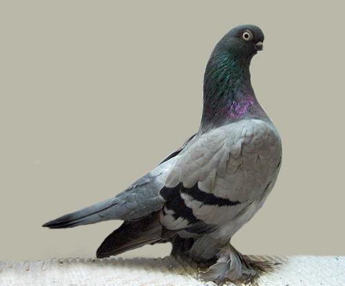 Berlin short Faced Muffed Tumbler Pigeon 2 - cumpar