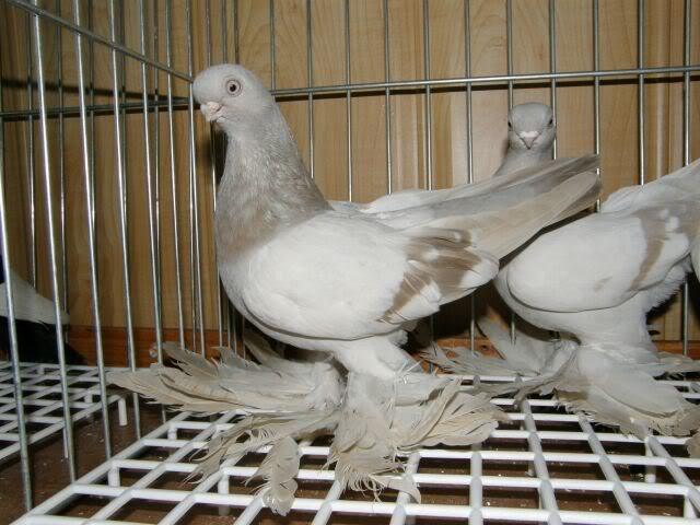 Berlin short Faced Muffed Tumbler Pigeon 9 - cumpar