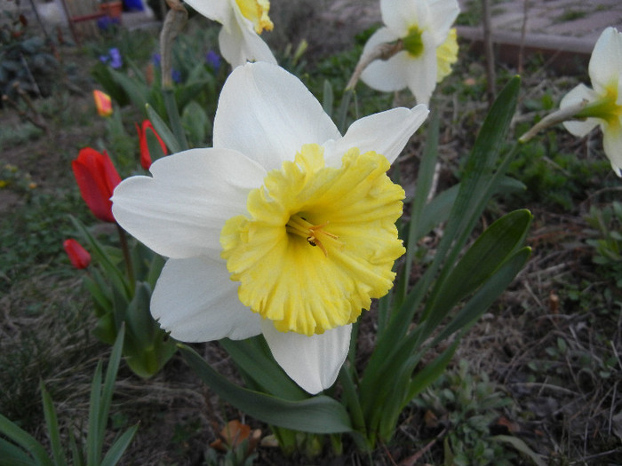 Narcissus Ice Follies (2012, April 03)