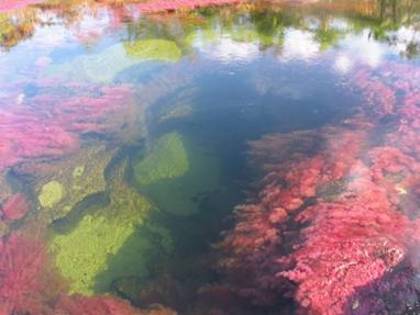 Cano Cristales din Columbia - Locuri spectaculoase in lume